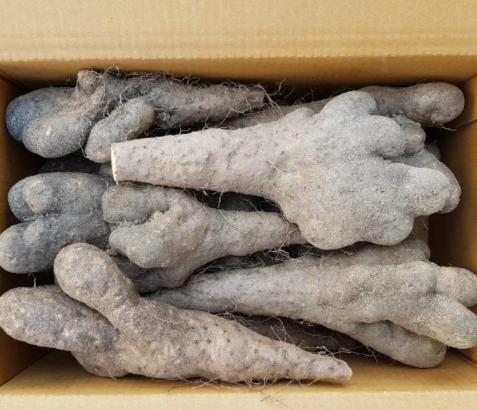 마 참마 못난이 3kg 5kg 산마 안동마 안동참마 [원산지:국산(경상북도)]
