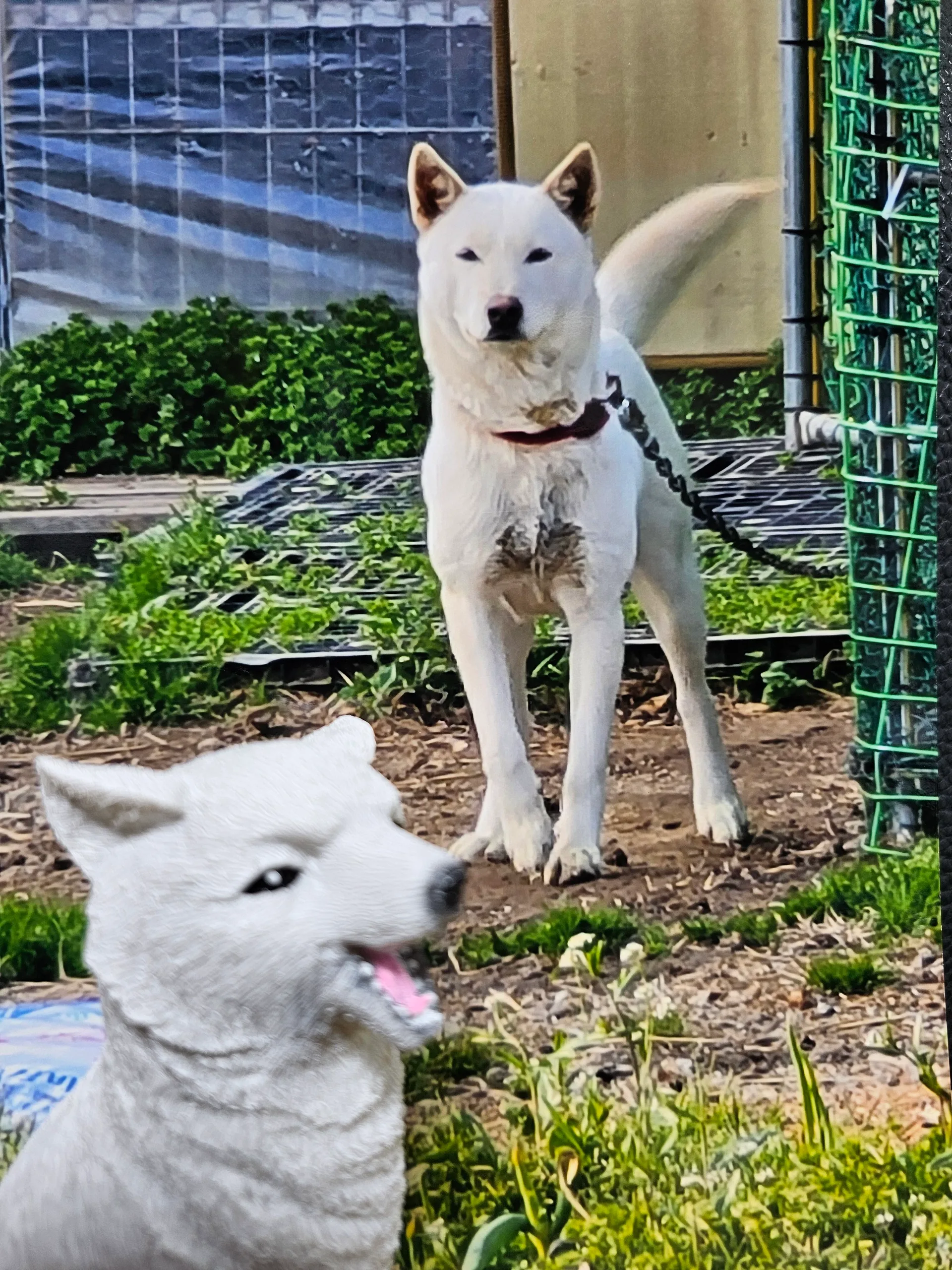 진도개패밀리 모견 (백구)