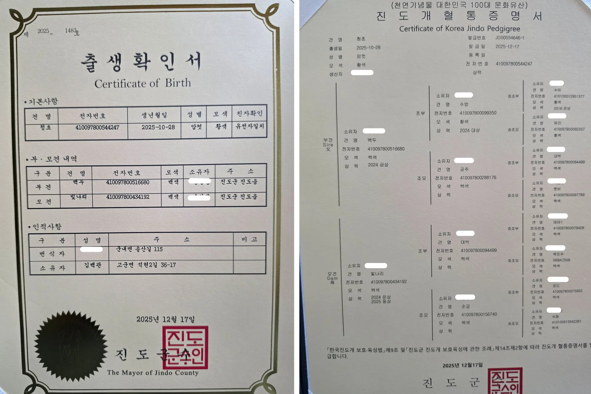 진도개패밀리 사진 1