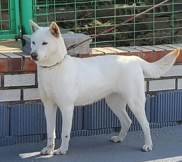 진도개패밀리 모견 (백구)