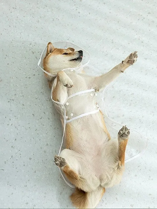 와이낫펫 강아지 투명우비 4