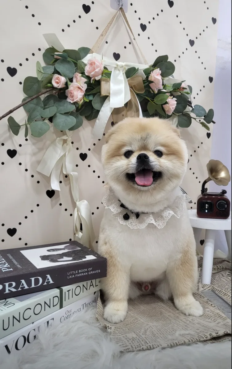 위생목욕(얼굴 기본 다듬어드려요)