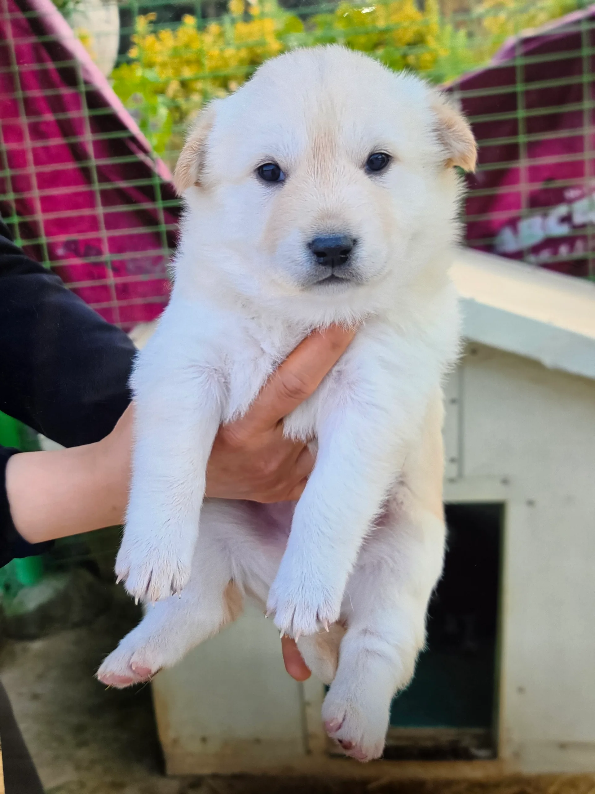 강아지사진