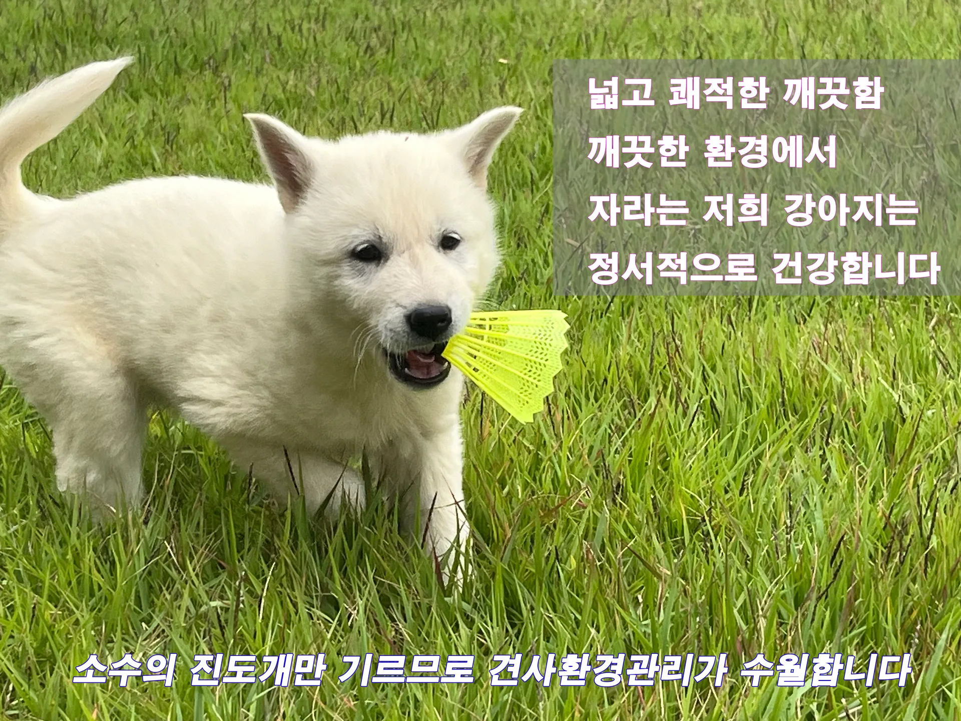 우수한 혈통, 정직한 분양
진도 현지에서 분양합니다